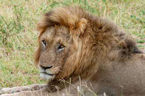 Lion (Panthera leo) - Kruger National Park