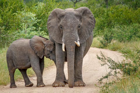 African Elephant (Loxodonta africana) - Kruger National Park