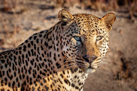 Leopard (Panthera pardus) - Kruger National Park