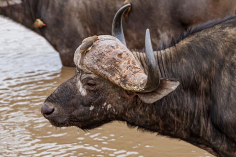 African Buffalo (Syncerus caffer) - Kruger National Park